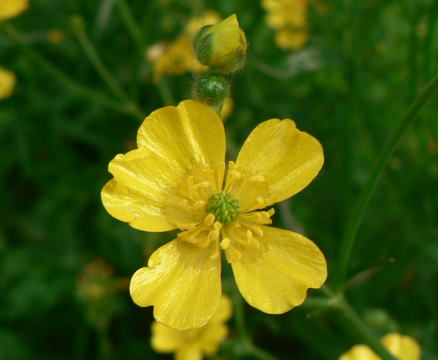 跡見群芳譜(野草譜 キンポウゲ)